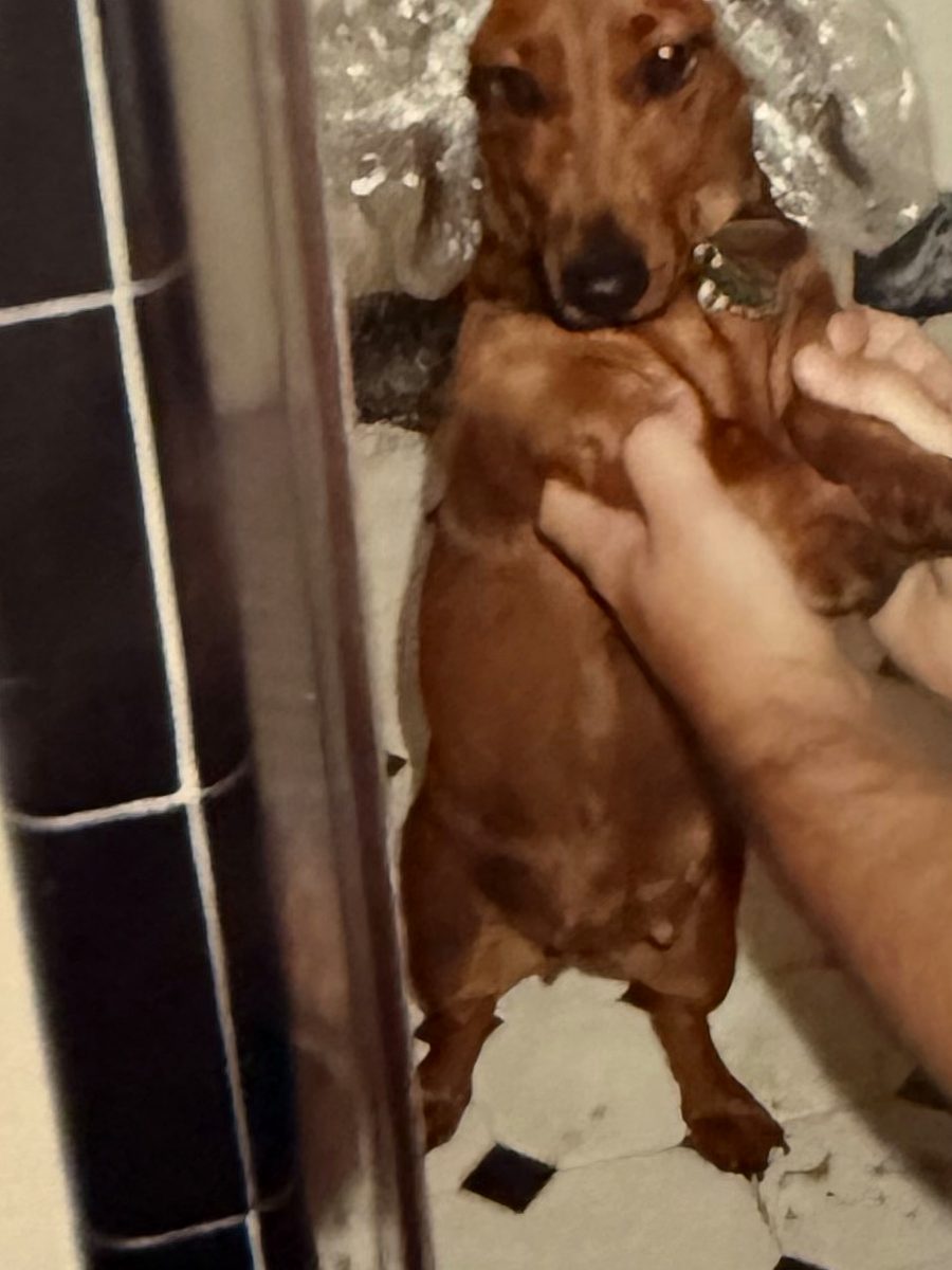 A dachshund wearing a shower cap getting a bath, from a digitized print